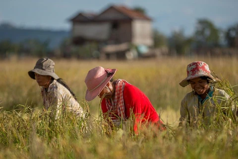 Exportaciones de arroz de Camboya aumentan 17 por ciento 