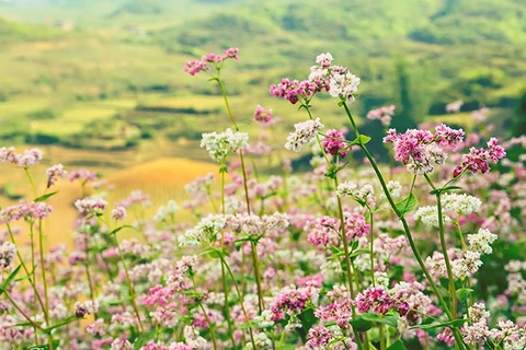 Promueven la belleza y cultura de Ha Giang en Festival de Flores de Alforfón