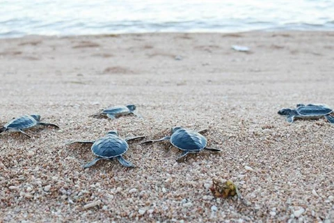 Rescatan y liberan más de 800 tortugas raras en provincia vietnamita
