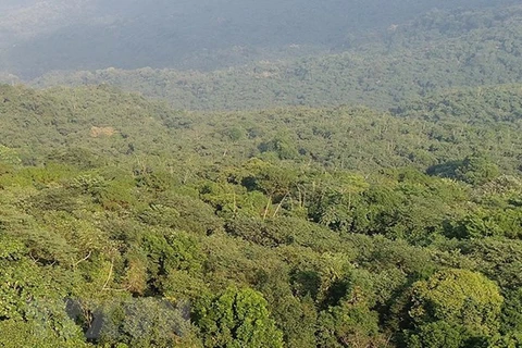 Provincia de Ninh Thuan fortalece protección y repoblación forestal
