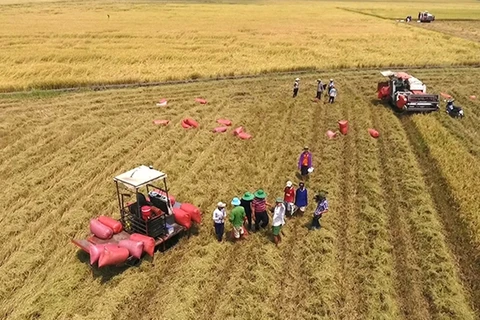 Bélgica apoya la producción sostenible de arroz de Vietnam