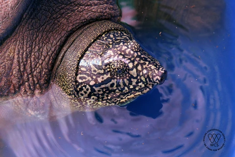 Hallan en Hanoi tortuga de especie en peligro de extinción