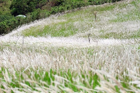 Científico vietnamita descubre potenciales de hierba invasora en cuidado de salud