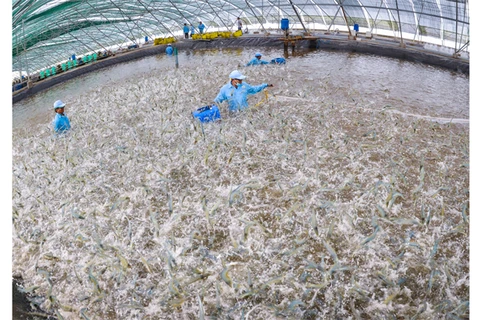 Provincia vietnamita atrae inversiones en el cultivo de camarón con tecnología