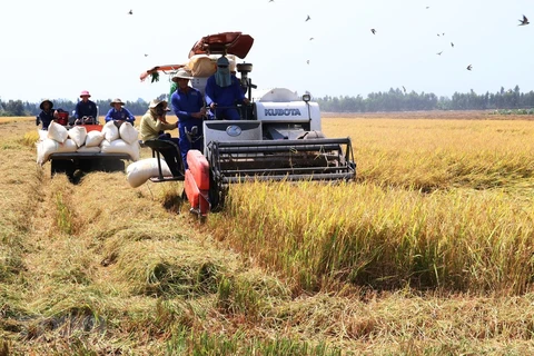 Provincia vietnamita de Bac Giang promueve industrias hacia desarrollo agrícola
