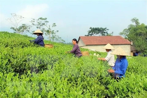 Exportación de té vietnamita alcanza 220 millones de dólares en 2020