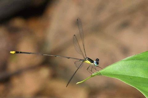 Descubren en Vietnam nueva especie endémica de zigóptero