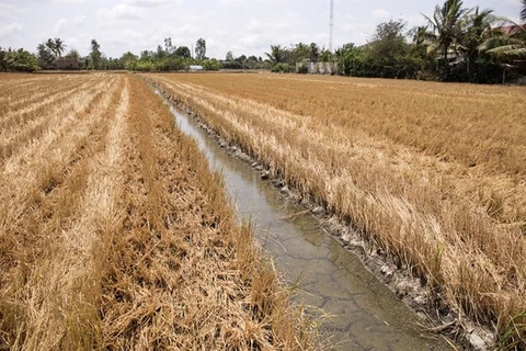 Delta del río Mekong enfrentará riesgo de intrusión salina durante el Tet