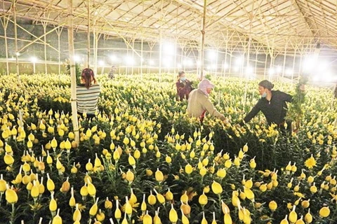 Cultivadores de flores vietnamitas buscan ventas en línea en medio del COVID-19