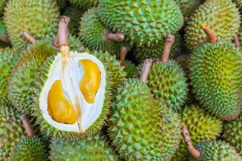 Durian de Malasia penetra en mercado japonés 