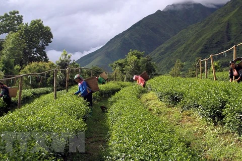 Aumenta valor de exportaciones de té vietnamita en enero 