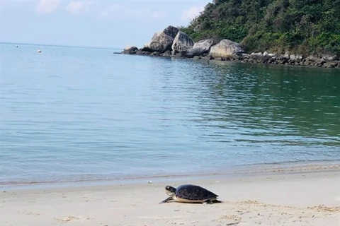 Liberan al mar a tortuga marina en Vietnam