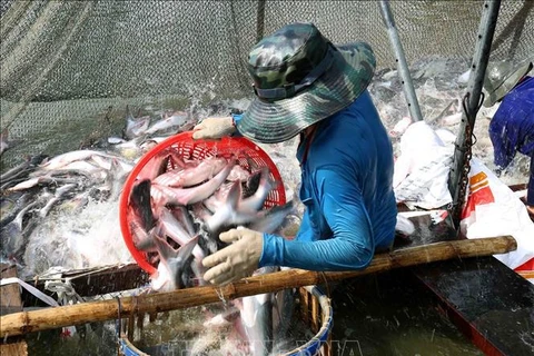Exportaciones acuáticas de Vietnam crecen en dos meses 