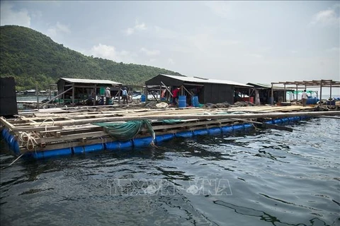 Provincia vietnamita de Kien Giang por impulsar cría de animales acuáticos