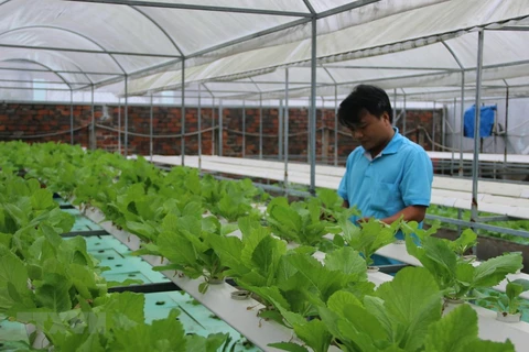 Ciudad Ho Chi Minh se convertirá en 2030 en centro de tecnología agrícola de alta calidad 