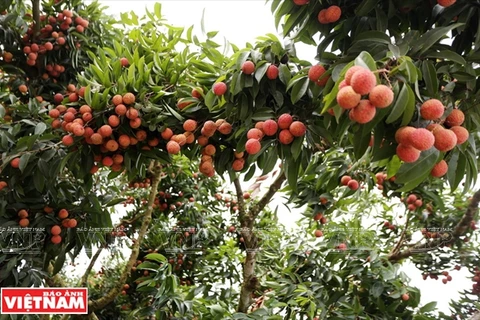 Mejorarán calidad y eficiencia de árboles frutales en localidad vietnamita de Luc Ngan - Bac Giang 