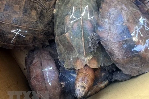 Sentencian en Vietnam a prisión a individuo por crianza ilegal de tortugas raras 