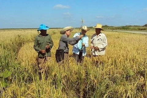 Cuba desea recibir inversiones vietnamitas en agricultura 