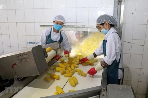 Valor de exportación de productos agrícolas de Vietnam aumenta casi 20 por ciento 