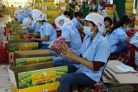 Señales alentadoras para exportaciones hortofrutícolas de Vietnam