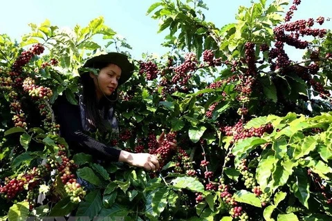 Exportaciones de café vietnamita superan 770 millones de dólares en primer trimestre