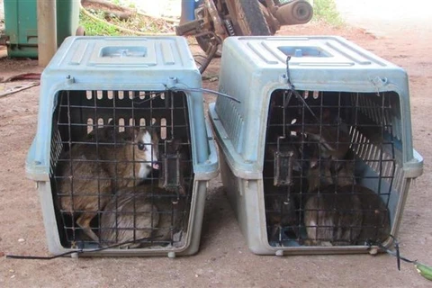 Rescatan en Vietnam a 13 ejemplares de ciervo ratón, especie en riesgo de extinción