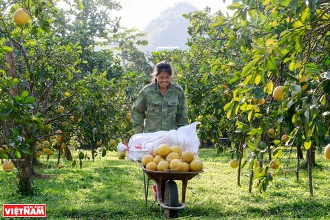 Hanoi realiza cinco tareas clave para garantizar la seguridad alimentaria