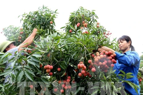 Incrementan apoyo al consumo de lichi y otros productos agrícolas de Vietnam