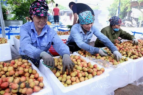 Ponen a la venta lichi Thanh Ha de Vietnam en plataforma de e-comercio