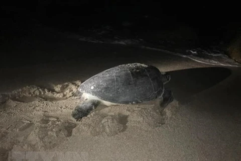 Liberan al mar tortuga rara en Vietnam