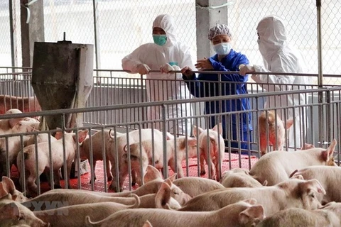 Vietnam suspenderá importación de cerdos vivos de Tailandia 