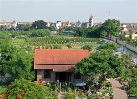 Plantas ornamentales entre principales productos agrícolas de Hanoi
