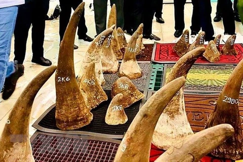 Vietnam entrega a Sudáfrica muestras de ADN de cuernos de rinoceronte