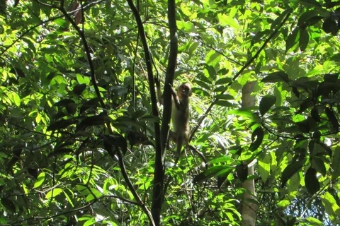 Liberan en Vietnam animales salvajes raros a bosque 