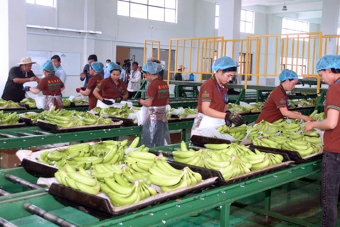 Camboya exporta más de 200 mil toneladas de bananas