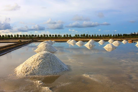 Vietnam busca desarrollo sostenible de la industria salinera de Can Gio