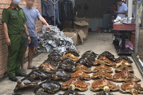 Más de 20 años de prisión a acusados por comercio ilegal de tortugas marinas