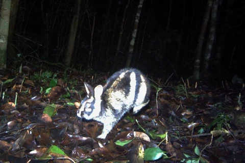 Hallan por primera vez en Vietnam conejo en riesgo de extinción a nivel global