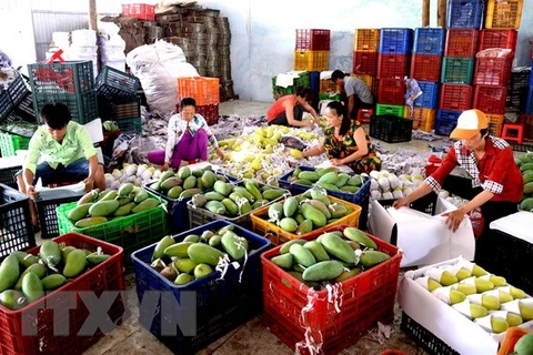 Aumentan exportaciones vietnamitas de frutas y hortalizas en primera mitad del año