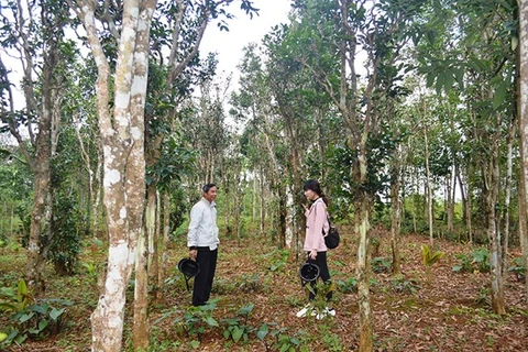 Jardines centenarios de té, orgullo de provincia vietnamita de Quang Tri 