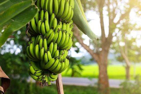 Provincia vietnamita de Ca Mau busca elevar valor del plátano