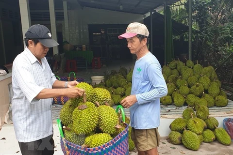 Durian vietnamita gana popularidad en Australia