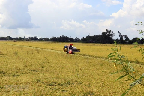 Provincia vietnamita de Thai Binh produce arroz de alto valor económico