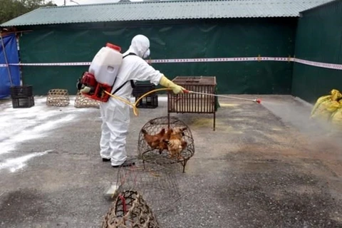 Provincia vietnamita de Thai Binh controla brote de gripe aviar A/H5N8