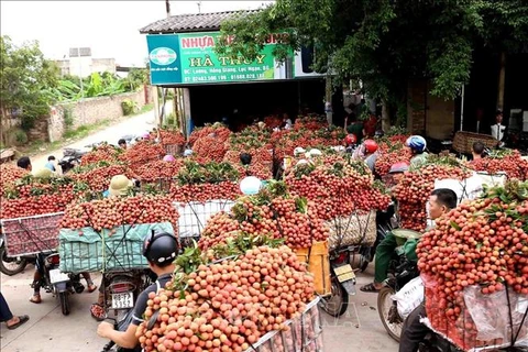Vietnam y China trabajan por aliviar barreras en comercio agropecuario