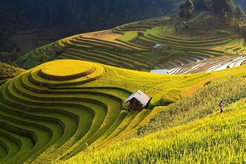 Recorren los arrozales patrimoniales de Hoang Su Phi a través de la pantalla