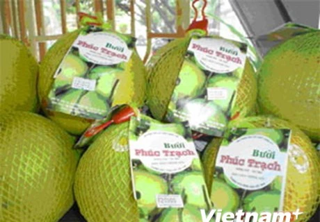 Pomelo vietnamita Phuc Trach para la venta en línea