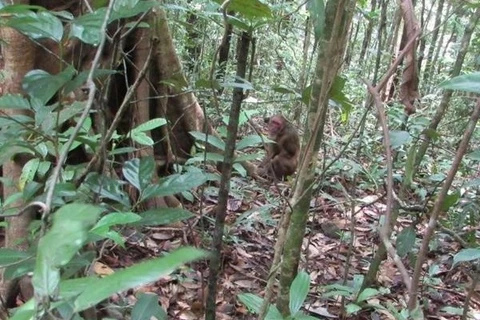 Provincia vietnamita libera especies salvajes en su hábitat natural