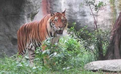 Debaten soluciones para conservación del tigre en Vietnam