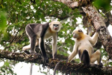 Dedican esfuerzos para conservación de langur de nariz chata en Vietnam